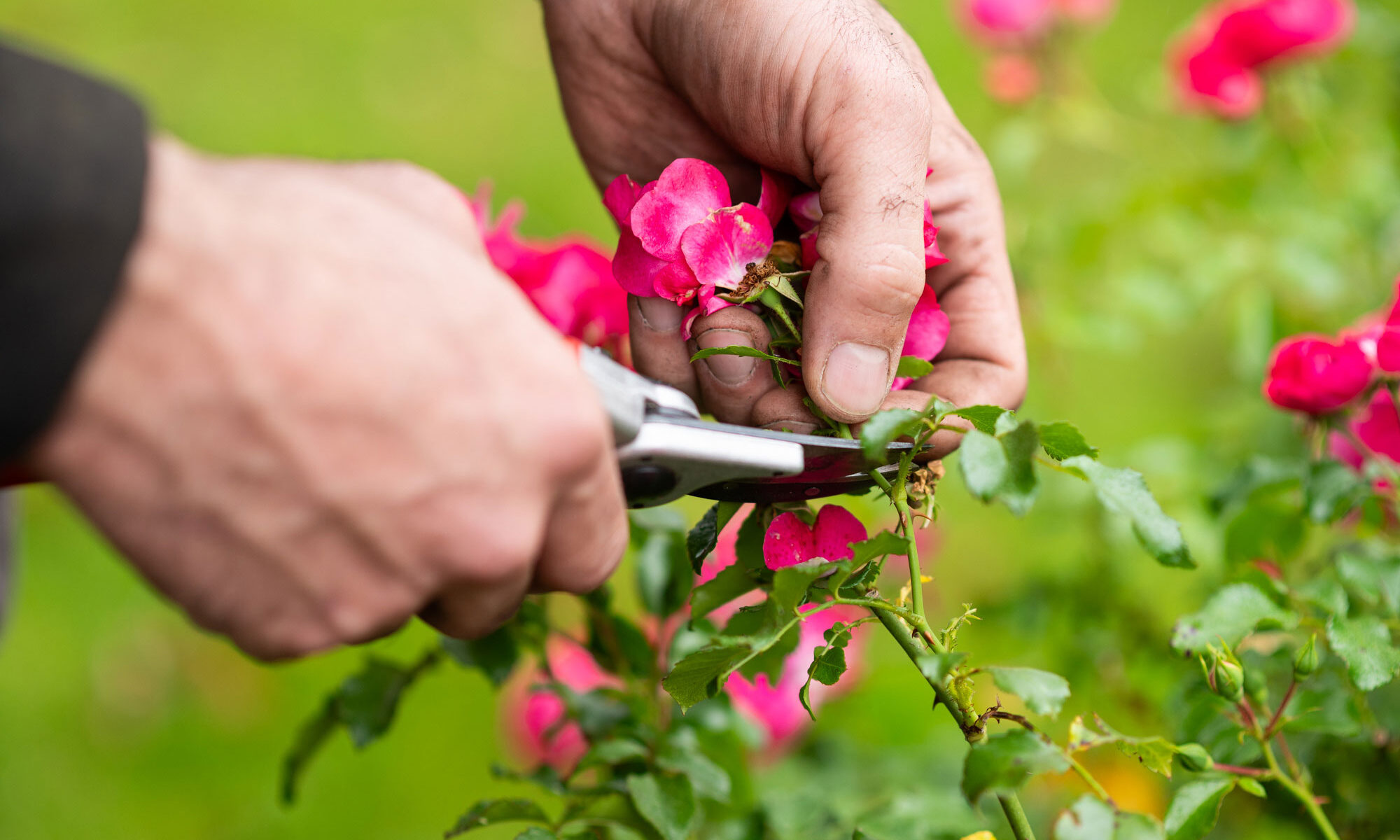 Auf dem Bild sieht man in Nahaufnahme die Hände von David Böhm, die mit einer Rosenschere einen pinken Rosenbusch beschneiden.
